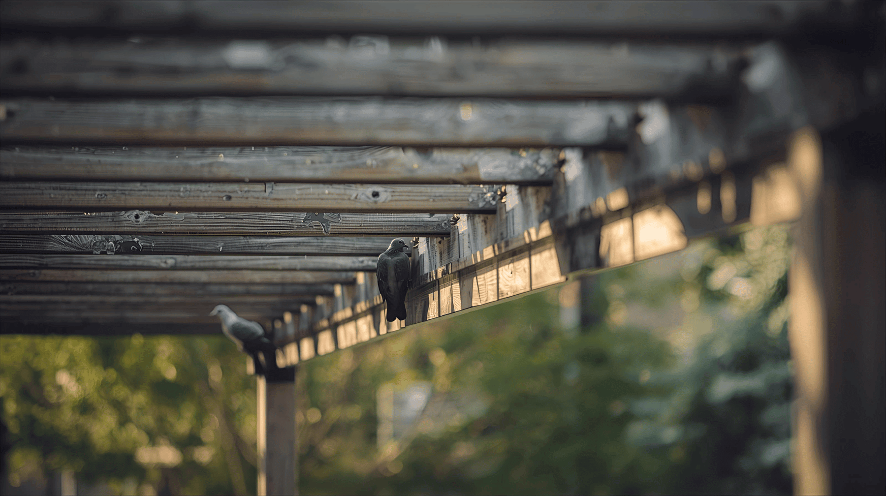 How to Stop Pigeons from Sitting on Your Pergola