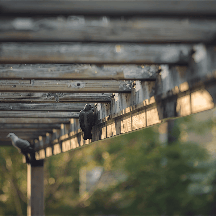 How to Stop Pigeons from Sitting on Your Pergola