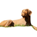 Cast Iron Lying Labrador Statue Rust Plain