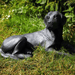 Cast Iron Lying Labrador Statue Black