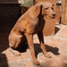 Cast Iron Sitting Rhodesian Ridgeback Statue Store