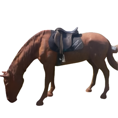 Cast Iron Lifesize Grazing Horse Statue Side View Plain