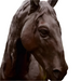 Cast Iron Lifesize Product Horse Head Plain