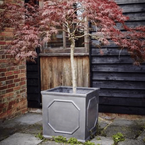 Clayfibre Chelsea Cube Planter  Tree
