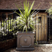 Clayfibre Lion Head Cube Planter   Silver